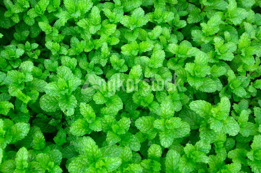 Fresh Mint in Farm