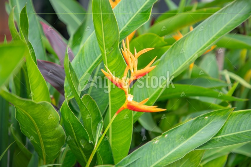 Parrot Heliconia with leave