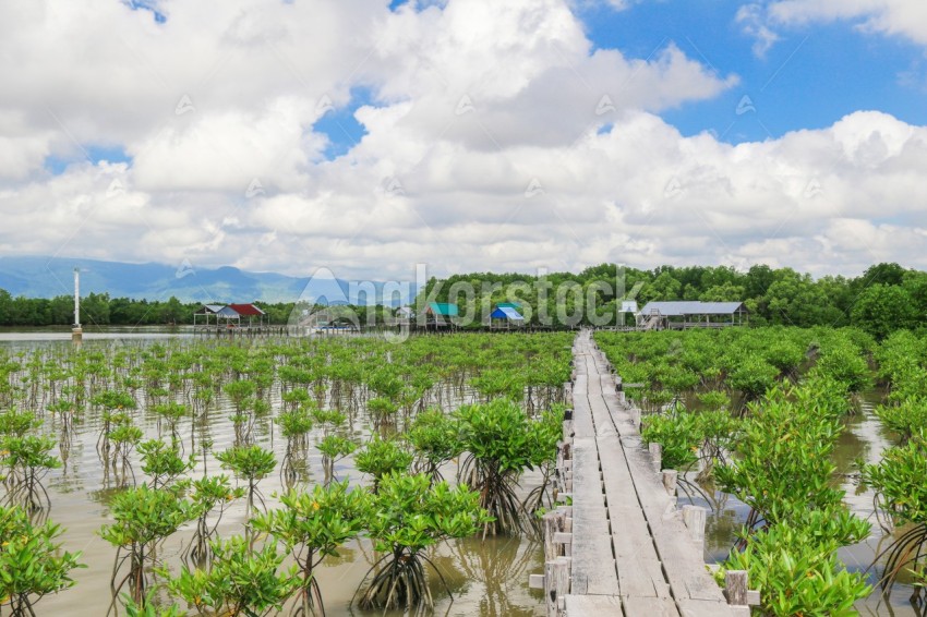 Small Mangrove tree filed