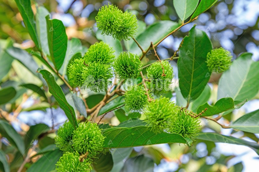 Bunch of green rambutan