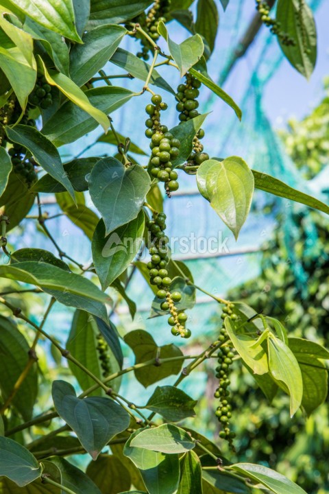 Green pepper - ផ្កាម្រិច